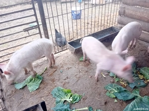 De  vânzare  - imagine 2