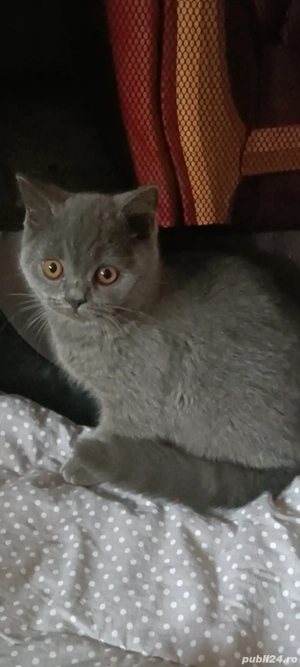 British Shorthair!!!