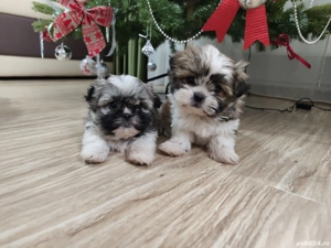 Pui shihtzu vârsta 2 luni