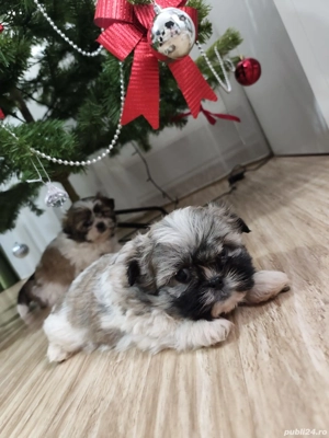 Pui shihtzu vârsta 2 luni - imagine 5