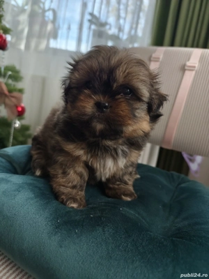 Pui shihtzu vârsta 2 luni - imagine 4