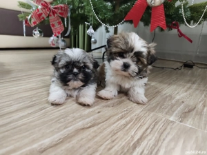 Pui shihtzu vârsta 2 luni - imagine 3