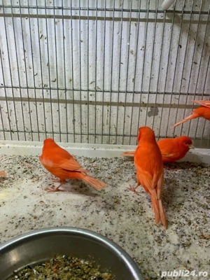 Canari de cantec - imagine 2