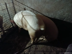 Porci de vânzare!! nr tel   - imagine 2