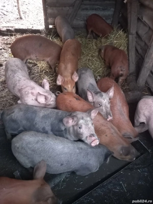Purcei de vânzare , caută alt domiciliu  - imagine 2
