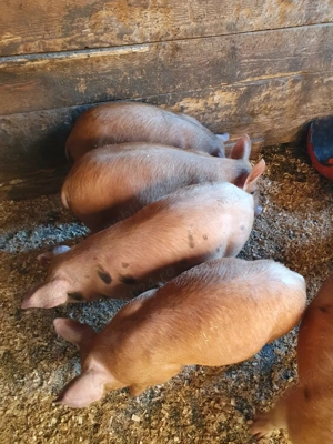 Vând purcei - imagine 2