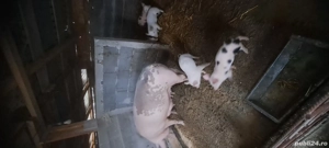 Vand purcea cu 6 purcei - imagine 2