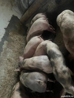 suldani 40-70 kg - imagine 3