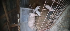 Vand purcea cu 6 purcei - imagine 3