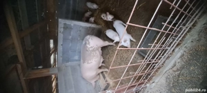 Vand purcea cu 6 purcei - imagine 4