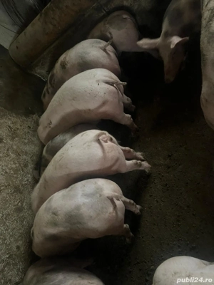 suldani 40-70 kg - imagine 2