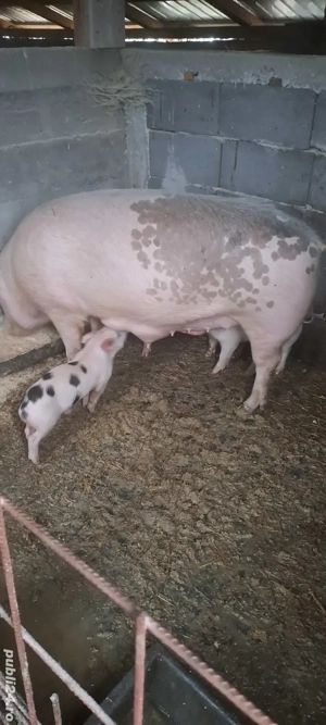 Vand purcea cu 4 purcei