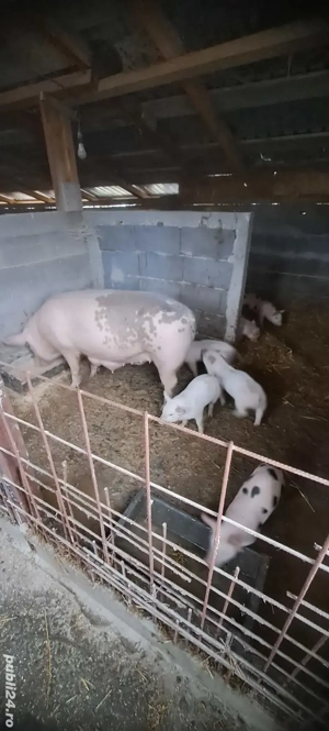 Vand purcea cu 4 purcei - imagine 3