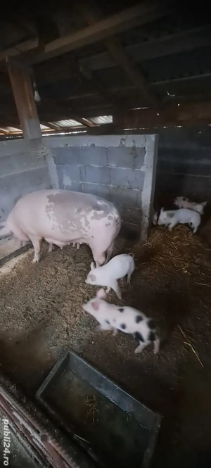 Vand purcea cu 4 purcei - imagine 2