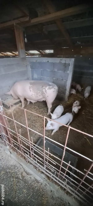 Vand purcea cu 4 purcei - imagine 4