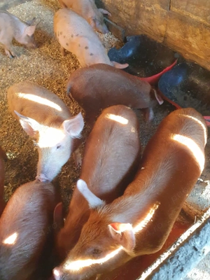 Vând purcei - imagine 3