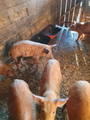 Vând purcei - imagine 4