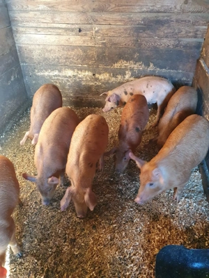 Vând purcei - imagine 6