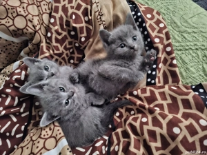 Vând pisici British Shorthair