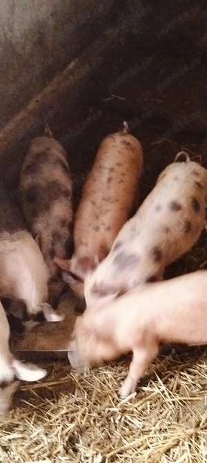 Purcei frumoși de 10 săptămâni  - imagine 2