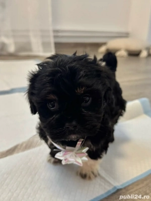  Puiuți Bichon Maltez de vânzare - imagine 3