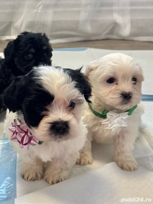  Puiuți Bichon Maltez de vânzare - imagine 5