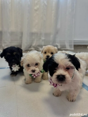 Puiuți Bichon Maltez de vânzare - imagine 4