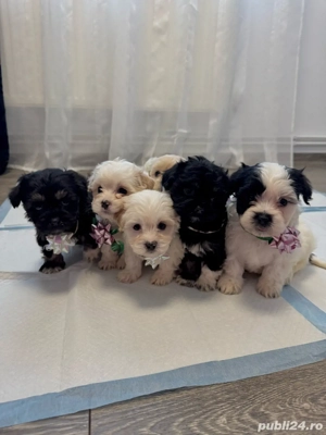  Puiuți Bichon Maltez de vânzare