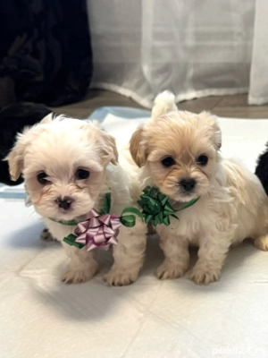  Puiuți Bichon Maltez de vânzare - imagine 2