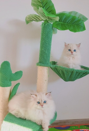 british shorthair si longhair pedigree - imagine 2