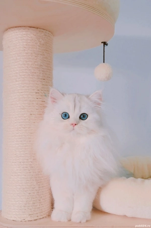 scotish straight pedigree