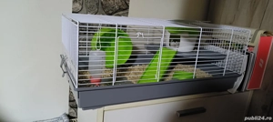 hamsteri femele  - imagine 2