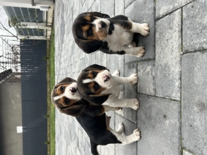 Beagle tricolor 