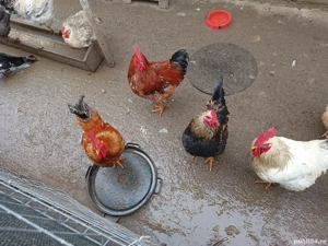 Cocosi tineri, de vânzare.