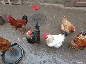 Cocosi tineri, de vânzare. - imagine 2