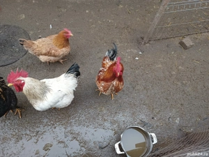 Cocosi tineri, de vânzare. - imagine 3