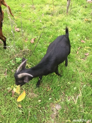 Iezi de vanzare - imagine 5