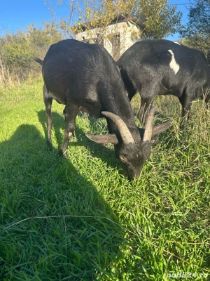 Iezi de vanzare - imagine 3