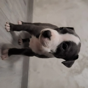 Pui amstaff de vanzare - imagine 2