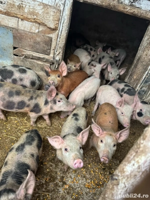 purceii      - imagine 2