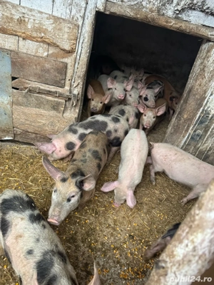 purceii      - imagine 3