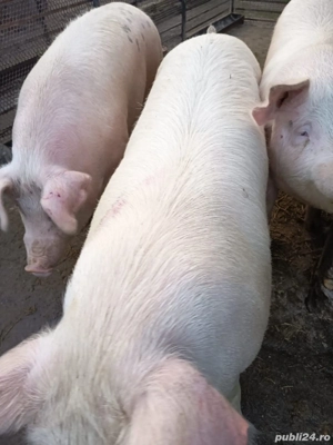 Porci de vanzare urgent  - imagine 3
