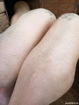 Porci de vanzare urgent 