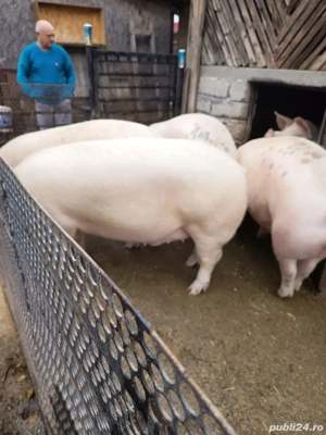 Porci de vanzare urgent  - imagine 2