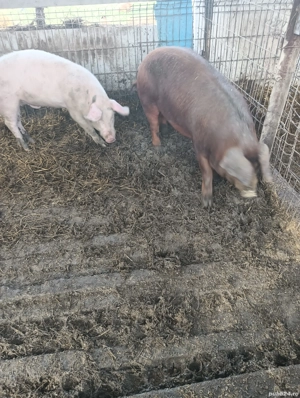 1 vier si două scrofite plus un porc castrat de110 kg - imagine 2