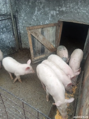 Purcei de vânzare  - imagine 2