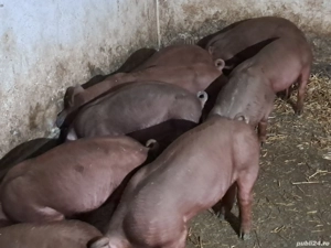 Porci duroc rasa pura - imagine 3