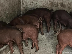 Porci duroc rasa pura - imagine 2