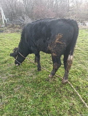 tăuraș 11 luni 300 kg 