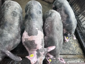 porci grasuni  - imagine 3